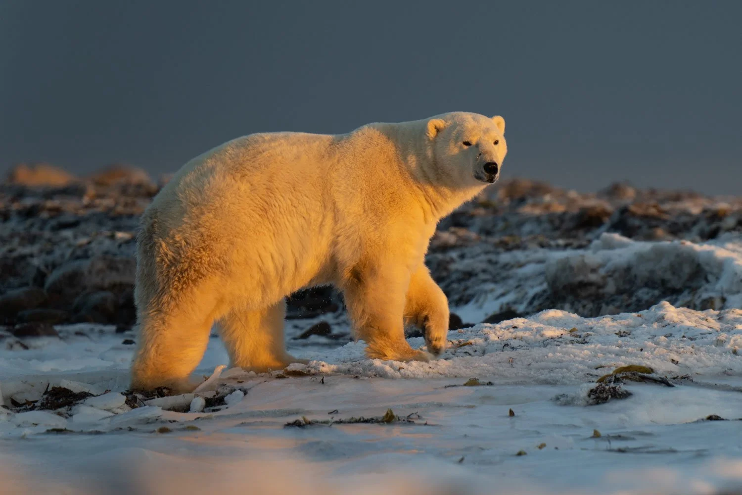 Polar bear heaven — Nick Dale Photography